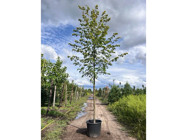 Ca. 10x koningslinde, tilia 'pallida', laanboom, ca. 5 m hoog - afbeelding 1 van  9