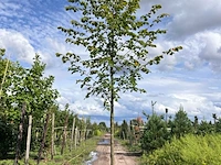 Ca. 10x koningslinde, tilia 'pallida', laanboom, ca. 5 m hoog