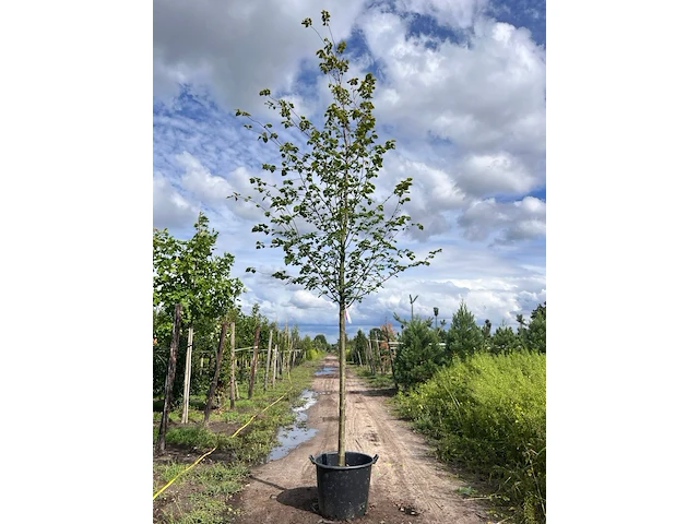 Ca. 10x koningslinde, tilia 'pallida', laanboom, ca. 5 m hoog - afbeelding 2 van  9