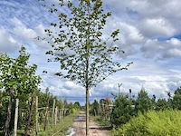 Ca. 10x koningslinde, tilia 'pallida', laanboom, ca. 5 m hoog - afbeelding 2 van  9