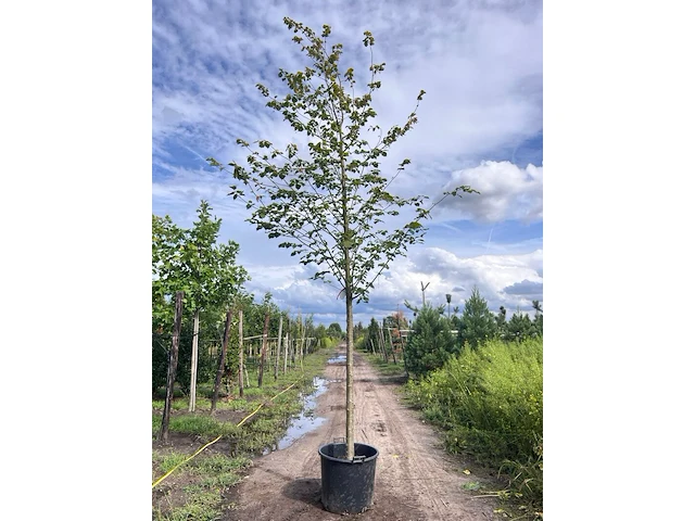 Ca. 10x koningslinde, tilia 'pallida', laanboom, ca. 5 m hoog - afbeelding 3 van  9
