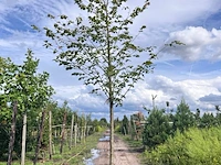 Ca. 10x koningslinde, tilia 'pallida', laanboom, ca. 5 m hoog - afbeelding 3 van  9