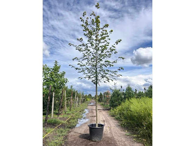 Ca. 10x koningslinde, tilia 'pallida', laanboom, ca. 5 m hoog - afbeelding 4 van  9
