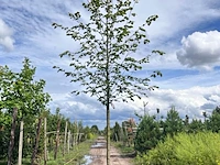 Ca. 10x koningslinde, tilia 'pallida', laanboom, ca. 5 m hoog - afbeelding 4 van  9