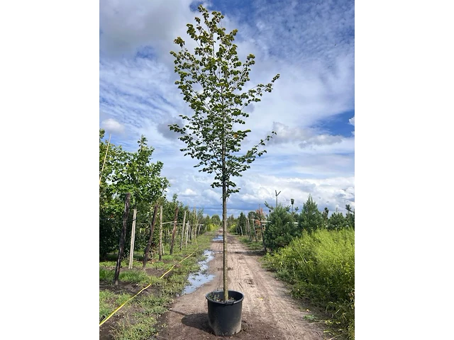 Ca. 10x koningslinde, tilia 'pallida', laanboom, ca. 5 m hoog - afbeelding 5 van  9