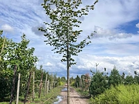 Ca. 10x koningslinde, tilia 'pallida', laanboom, ca. 5 m hoog - afbeelding 5 van  9