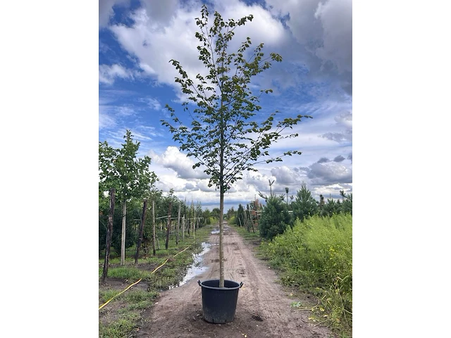 Ca. 10x koningslinde, tilia 'pallida', laanboom, ca. 5 m hoog - afbeelding 6 van  9
