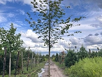 Ca. 10x koningslinde, tilia 'pallida', laanboom, ca. 5 m hoog - afbeelding 6 van  9