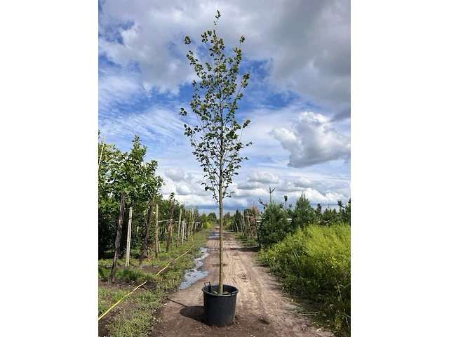 Ca. 10x koningslinde, tilia 'pallida', laanboom, ca. 5 m hoog - afbeelding 7 van  9