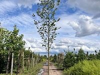 Ca. 10x koningslinde, tilia 'pallida', laanboom, ca. 5 m hoog - afbeelding 7 van  9
