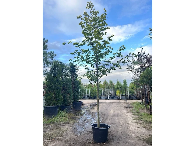 Ca. 10x koningslinde, tilia 'pallida', laanboom, ca. 5 m hoog - afbeelding 8 van  9