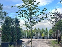 Ca. 10x koningslinde, tilia 'pallida', laanboom, ca. 5 m hoog - afbeelding 8 van  9