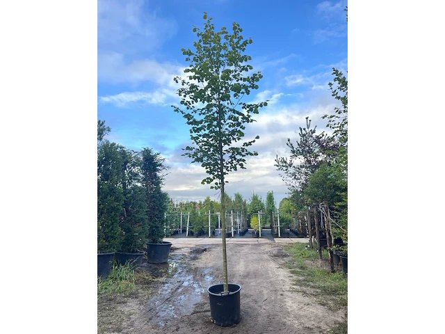 Ca. 10x koningslinde, tilia 'pallida', laanboom, ca. 5 m hoog - afbeelding 9 van  9