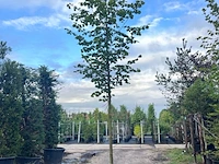 Ca. 10x koningslinde, tilia 'pallida', laanboom, ca. 5 m hoog - afbeelding 9 van  9