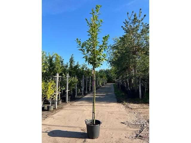 Ca. 10x laurierkers, prunus 'novita', leigeschikt, wintergroen, ca. 3-3.5 m hoog - afbeelding 1 van  2