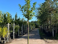 Ca. 10x laurierkers, prunus 'novita', leigeschikt, wintergroen, ca. 3-3.5 m hoog