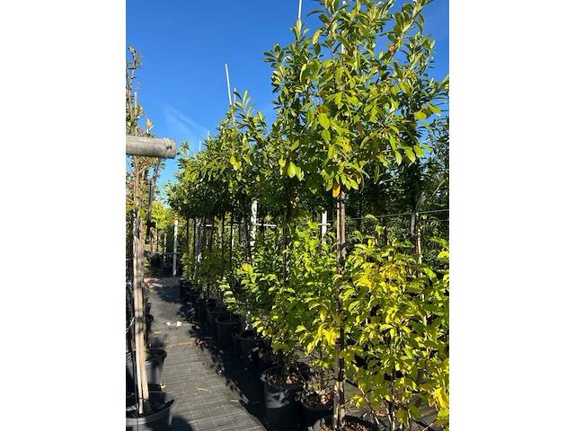 Ca. 10x laurierkers, prunus 'novita', leigeschikt, wintergroen, ca. 3-3.5 m hoog - afbeelding 2 van  2