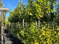 Ca. 10x laurierkers, prunus 'novita', leigeschikt, wintergroen, ca. 3-3.5 m hoog - afbeelding 2 van  2