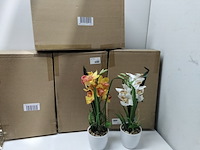 Ca. 10x levensechte orchidee in 2 kleuren - afbeelding 1 van  6