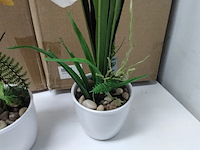 Ca. 10x levensechte orchidee in 2 kleuren - afbeelding 6 van  6