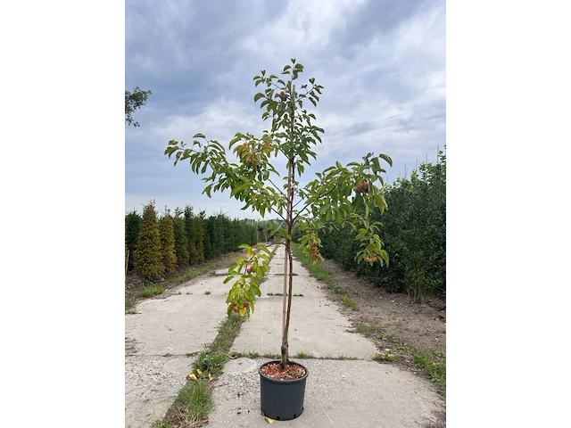 Ca. 10x sierappel, malus 'evereste', bloesemboom, rode sierappeltjes, ca. 2 m hoog - afbeelding 1 van  3
