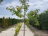 Ca. 10x sierappel, malus 'evereste', bloesemboom, rode sierappeltjes, ca. 2 m hoog