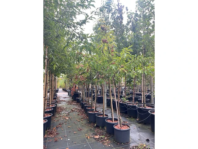 Ca. 10x sierappel, malus 'evereste', bloesemboom, rode sierappeltjes, ca. 2 m hoog - afbeelding 2 van  3