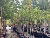 Ca. 10x sierappel, malus 'evereste', bloesemboom, rode sierappeltjes, ca. 2 m hoog - afbeelding 2 van  3