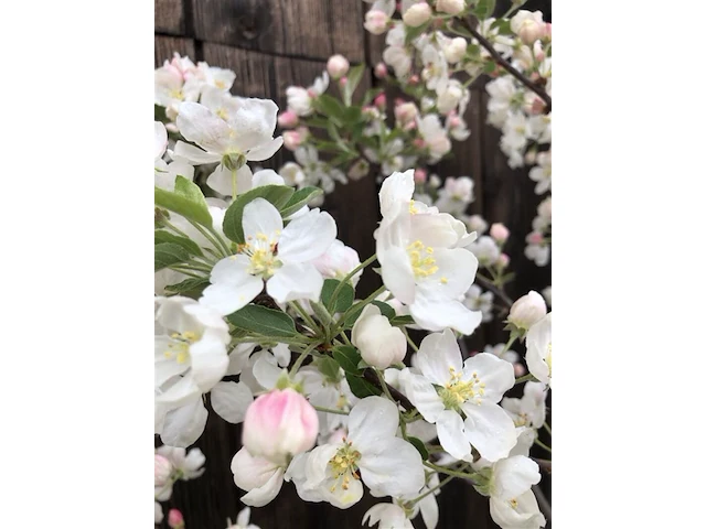 Ca. 10x sierappel, malus 'evereste', bloesemboom, rode sierappeltjes, ca. 2 m hoog - afbeelding 3 van  3