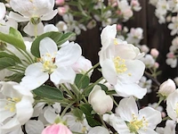 Ca. 10x sierappel, malus 'evereste', bloesemboom, rode sierappeltjes, ca. 2 m hoog - afbeelding 3 van  3