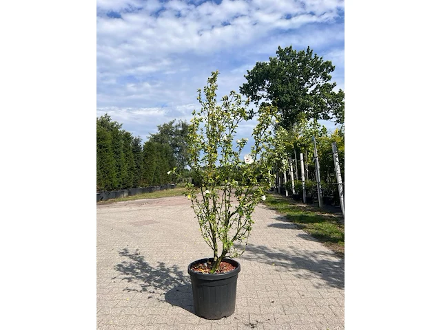 Ca. 10x sierstruik, lonicera fragantissima, e.a., sierheester, bloei/herfstverkleuring, ca. 80-175 cm hoog - afbeelding 3 van  13