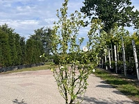 Ca. 10x sierstruik, lonicera fragantissima, e.a., sierheester, bloei/herfstverkleuring, ca. 80-175 cm hoog - afbeelding 3 van  13