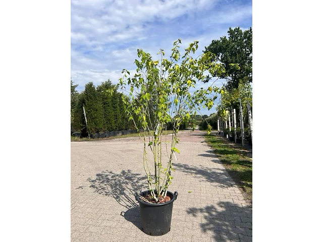 Ca. 10x sierstruik, lonicera fragantissima, e.a., sierheester, bloei/herfstverkleuring, ca. 80-175 cm hoog - afbeelding 5 van  13