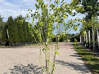 Ca. 10x sierstruik, lonicera fragantissima, e.a., sierheester, bloei/herfstverkleuring, ca. 80-175 cm hoog - afbeelding 5 van  13