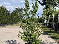 Ca. 10x sierstruik, lonicera fragantissima, e.a., sierheester, bloei/herfstverkleuring, ca. 80-175 cm hoog