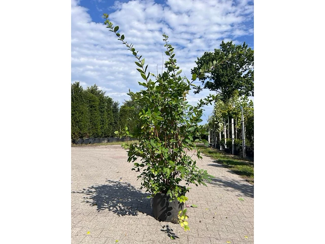 Ca. 10x sierstruik, lonicera fragantissima, e.a., sierheester, bloei/herfstverkleuring, ca. 80-175 cm hoog - afbeelding 6 van  13