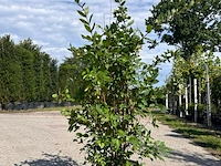 Ca. 10x sierstruik, lonicera fragantissima, e.a., sierheester, bloei/herfstverkleuring, ca. 80-175 cm hoog - afbeelding 6 van  13