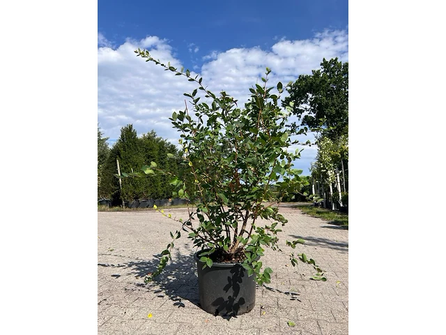 Ca. 10x sierstruik, lonicera fragantissima, e.a., sierheester, bloei/herfstverkleuring, ca. 80-175 cm hoog - afbeelding 7 van  13