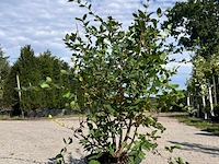 Ca. 10x sierstruik, lonicera fragantissima, e.a., sierheester, bloei/herfstverkleuring, ca. 80-175 cm hoog - afbeelding 7 van  13