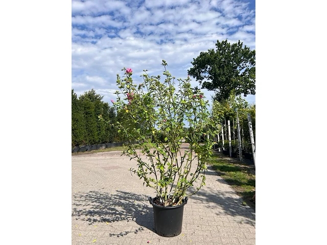 Ca. 10x sierstruik, lonicera fragantissima, e.a., sierheester, bloei/herfstverkleuring, ca. 80-175 cm hoog - afbeelding 8 van  13