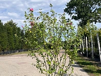 Ca. 10x sierstruik, lonicera fragantissima, e.a., sierheester, bloei/herfstverkleuring, ca. 80-175 cm hoog - afbeelding 8 van  13