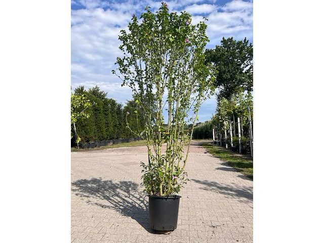 Ca. 10x sierstruik, lonicera fragantissima, e.a., sierheester, bloei/herfstverkleuring, ca. 80-175 cm hoog - afbeelding 9 van  13
