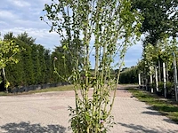 Ca. 10x sierstruik, lonicera fragantissima, e.a., sierheester, bloei/herfstverkleuring, ca. 80-175 cm hoog - afbeelding 9 van  13