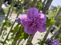 Ca. 10x sierstruik, lonicera fragantissima, e.a., sierheester, bloei/herfstverkleuring, ca. 80-175 cm hoog - afbeelding 10 van  13