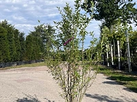 Ca. 10x sierstruik, lonicera fragantissima, e.a., sierheester, bloei/herfstverkleuring, ca. 80-175 cm hoog - afbeelding 11 van  13