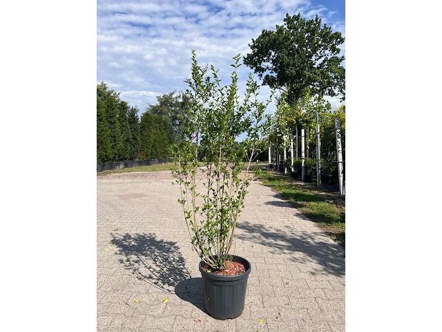 Ca. 10x sierstruik, lonicera fragantissima, e.a., sierheester, bloei/herfstverkleuring, ca. 80-175 cm hoog - afbeelding 12 van  13