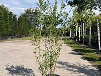 Ca. 10x sierstruik, lonicera fragantissima, e.a., sierheester, bloei/herfstverkleuring, ca. 80-175 cm hoog - afbeelding 12 van  13