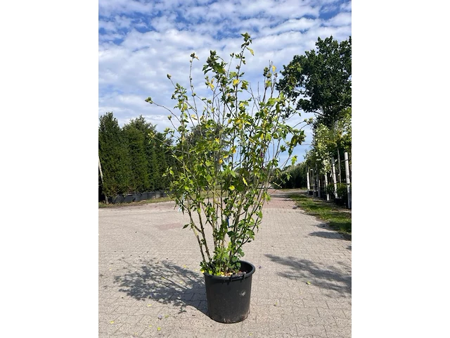 Ca. 10x sierstruik, lonicera fragantissima, e.a., sierheester, bloei/herfstverkleuring, ca. 80-175 cm hoog - afbeelding 13 van  13