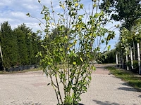 Ca. 10x sierstruik, lonicera fragantissima, e.a., sierheester, bloei/herfstverkleuring, ca. 80-175 cm hoog - afbeelding 13 van  13