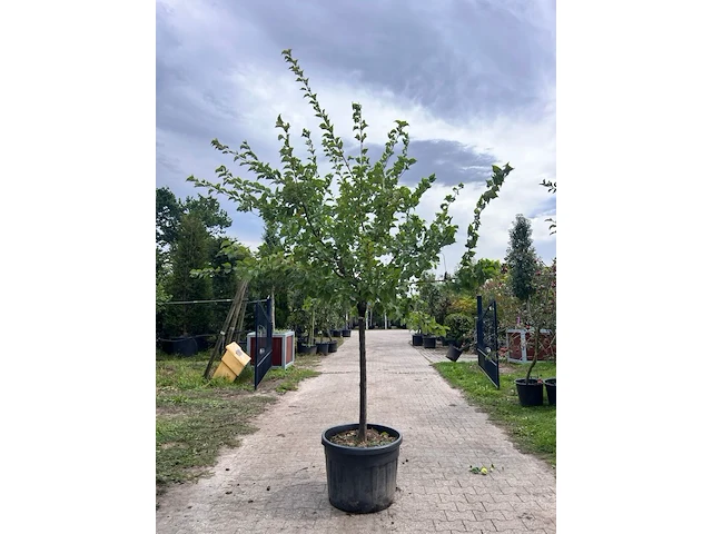 Ca. 10x vruchtboom, prunus 'bulida', e.a., halfstam, vruchtdragend, ca. 2.5-3 m hoog - afbeelding 1 van  12